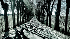 Społecznicy stają w obronie tysięcy drzew. Gorący spór o warmińskie aleje Społecznicy stają w obronie tysięcy drzew. Gorący spór o warmińskie aleje